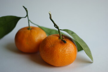bee and tangerine. a bee crawling on a ripe and juicy tangerine (mandarin)