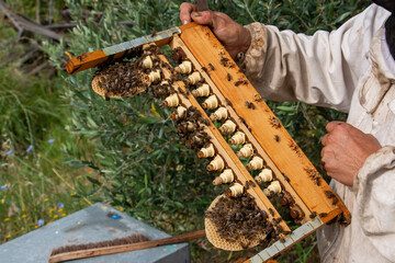 Le travail des abeilles pour la production du miel