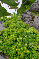 鳥海山の高山植物（ホソバイワベンケイ）