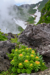 鳥海山の高山植物（ホソバイワベンケイ）