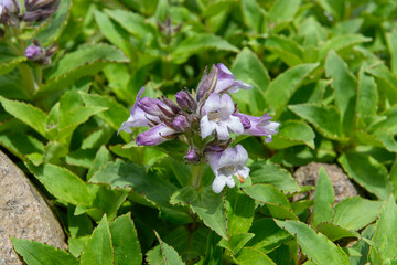 鳥海山の高山植物（イワブクロ）