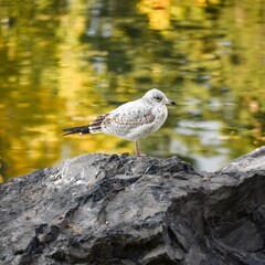 seagull on the rocks