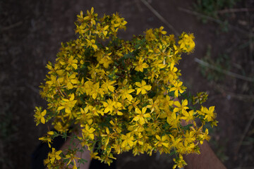 bouquet of hypericum yellow flowers in hands
