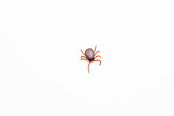 Tick, Ixodes persulcatus, Satara, Maharashtra, India