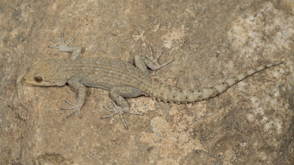 Ein Ägäischer Nacktfinger Gecko ist gut an die Farben des Untergrundes angepasst