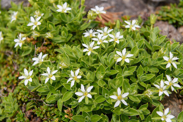 鳥海山の高山植物（チョウカイフスマ）