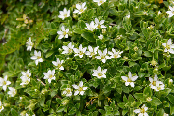 鳥海山の高山植物（チョウカイフスマ）