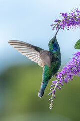 Green Violet-ear hummingbird (Colibri thalassinus) in flight isolated on a green background in...