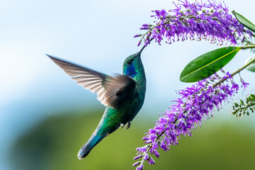 Green Violet-ear hummingbird (Colibri thalassinus) in flight isolated on a green background in...