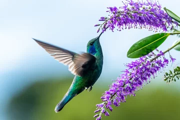 Tuinposter Green Violet-ear hummingbird (Colibri thalassinus) in flight isolated on a green background in Costa Rica © vaclav