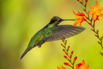Green Violet-ear hummingbird (Colibri thalassinus) in flight isolated on a green background in Costa Rica