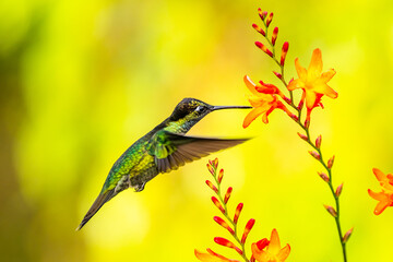 Green Violet-ear hummingbird (Colibri thalassinus) in flight isolated on a green background in Costa Rica