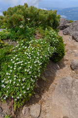 Fototapeta na wymiar 鳥海山の高山植物（チョウカイフスマ）