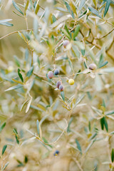 Obraz na płótnie Canvas Ripe black olives on the branches of the tree.