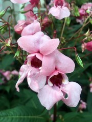 Fototapeta na wymiar Травянистый розовый цветок с семенами в стручке