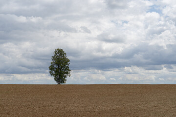 lonely tree in the field