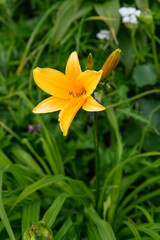 鳥海山の高山植物（ニッコウキスゲ）