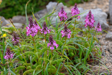 鳥海山の高山植物（キタヨツバシオガマ）