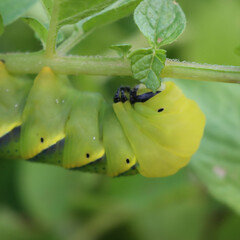 Obraz premium Greater Death's Dead Hawk-moth caterpillar on a Potato plant. Acherontia atropos caterpillar eating a plant 