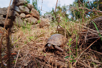 Wild small turtle walking outdoor.
