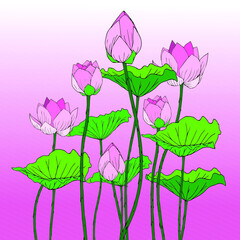 vector illustration of Lotus flower and lotus leaf isolated on pink background