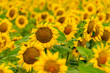 Sunflowers blooming in the field