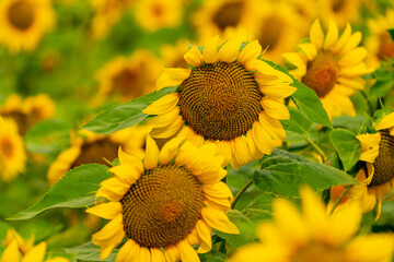 Fototapeta premium Sunflowers blooming in the field