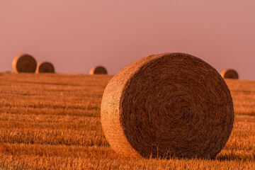 Hay rolls and warm sunset sunlight in the field
