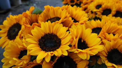 Fresh sun flowers at a flower market. Closeup image of flower.