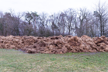 big fresh dung hill on meadow in winter