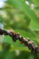 Harlequin ladybird or adalia bipunctata insect  in the garden. Black Ladybug larvae on green leaves on summer
