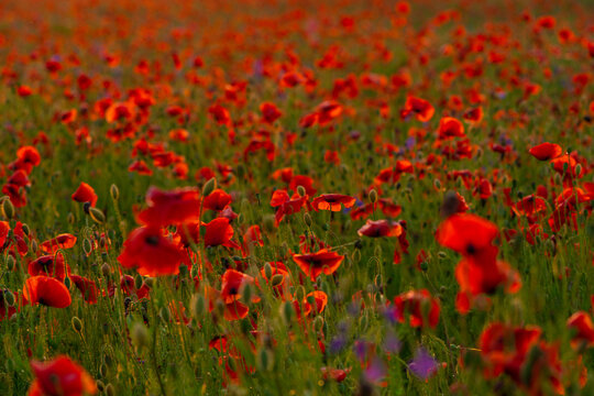 Poppy flowers field at sunset or sunrise © Arsgera