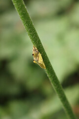 Yellow chrysalis on a plant in the garden on selctive focus. Metamorphosis of a butterfly
