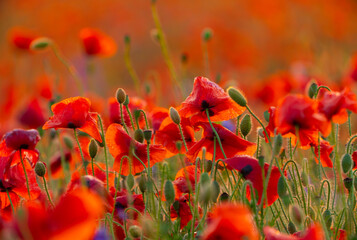 Poppy flowers field close-up and macro