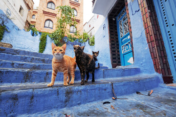 Cat in Blue City. Ancient architecture of old town Medina of Chefchaouen, Morocco.
