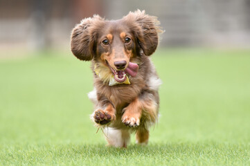 ドッグランで遊ぶミニチュアダックスフンド