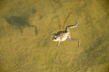 Female pregnant frog Syrian spadefoot in river, Bulgaria