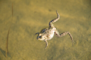 Female pregnant frog Syrian spadefoot in river, Bulgaria