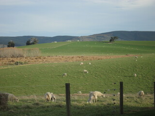 Fototapeta premium road in the countryside
