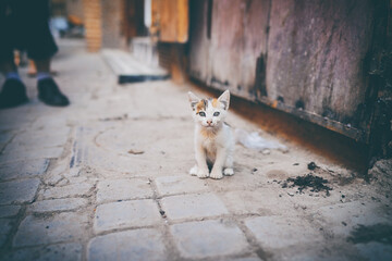 Pure little kitten on the street.