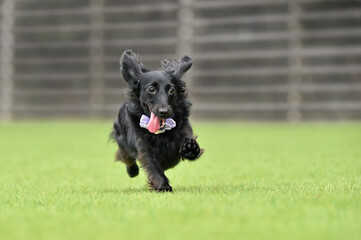 ドッグランで遊ぶミニチュアダックスフンド