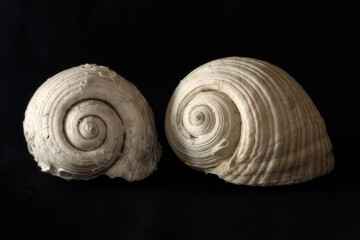 Seemuscheln aus dem Mittelmeer