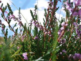 Paysage de montagne avec fleur