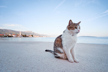 Cute cat  sitting on sea promenade.
