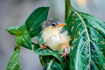 Young Ashy Wren Warbler (Prinia Socialis) fledgling on a tree.