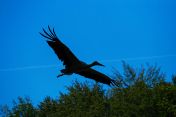 stork in flight