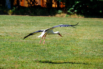 Obraz na płótnie Canvas stork in flight
