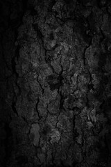 Black tree bark background Natural beautiful old tree bark texture According to the age of the tree with beautiful bark during the summer