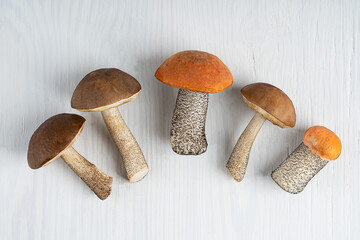 Top view on five ripe aspen and birch mushrooms or orange and brown cap boletus ready for cooking...