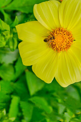 A bee collects nectar from yellow dahlia flower.